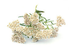 Extract, Yarrow (also toxic Composition)