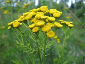 Tansy to remove parasites from the body