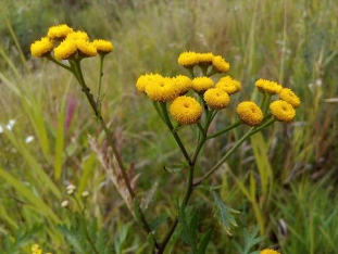 A worm infestation of tansy effect
